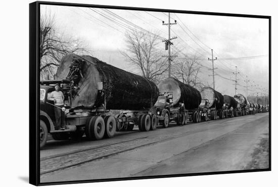 Larson Logging Co with 13 Truck Caravan - Bellingham, WA-Lantern Press-Framed Stretched Canvas
