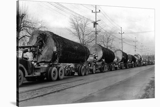 Larson Logging Co with 13 Truck Caravan - Bellingham, WA-Lantern Press-Stretched Canvas