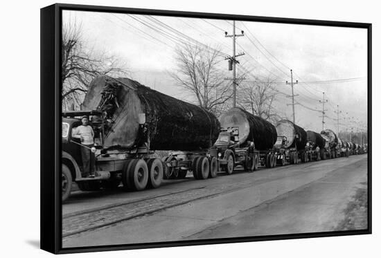 Larson Logging Co with 13 Truck Caravan - Bellingham, WA-Lantern Press-Framed Stretched Canvas