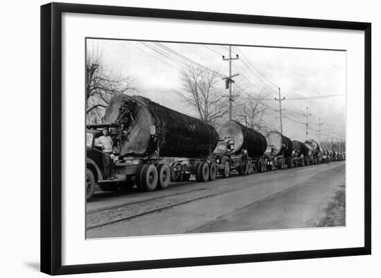 Larson Logging Co with 13 Truck Caravan - Bellingham, WA-Lantern Press-Framed Art Print