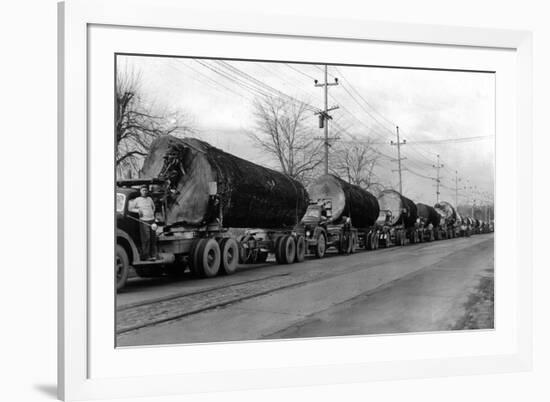 Larson Logging Co with 13 Truck Caravan - Bellingham, WA-Lantern Press-Framed Premium Giclee Print