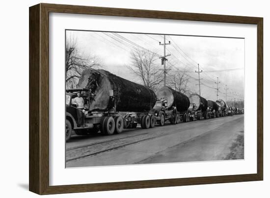 Larson Logging Co with 13 Truck Caravan - Bellingham, WA-Lantern Press-Framed Art Print