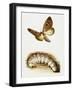 Larva and Butterfly of Bogong Moth (Agrotis Infusa), Noctuidae, Artwork by Mike Atkinson-null-Framed Giclee Print