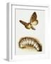 Larva and Butterfly of Bogong Moth (Agrotis Infusa), Noctuidae, Artwork by Mike Atkinson-null-Framed Giclee Print