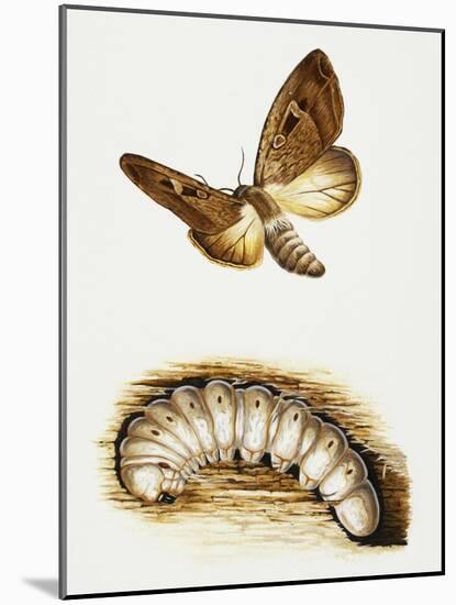 Larva and Butterfly of Bogong Moth (Agrotis Infusa), Noctuidae, Artwork by Mike Atkinson-null-Mounted Giclee Print