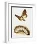 Larva and Butterfly of Bogong Moth (Agrotis Infusa), Noctuidae, Artwork by Mike Atkinson-null-Framed Giclee Print