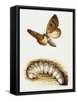 Larva and Butterfly of Bogong Moth (Agrotis Infusa), Noctuidae, Artwork by Mike Atkinson-null-Framed Stretched Canvas