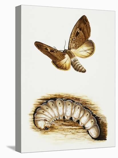 Larva and Butterfly of Bogong Moth (Agrotis Infusa), Noctuidae, Artwork by Mike Atkinson-null-Stretched Canvas