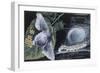 Larva and Caterpillar of Silkworm (Bombyx Mori)-null-Framed Giclee Print