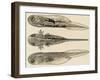 Larva of the Common Newt (Triturus Sp), Salamandridae, Drawing-null-Framed Giclee Print