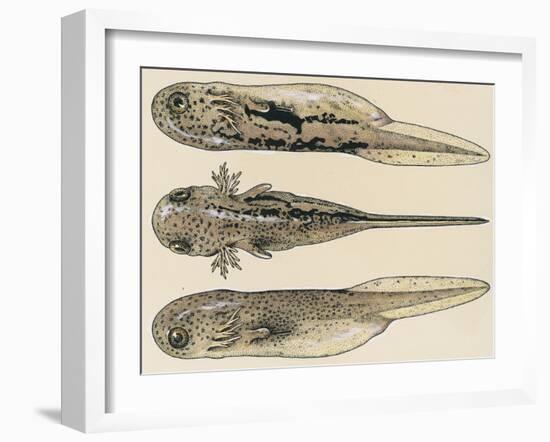 Larva of the Common Newt (Triturus Sp), Salamandridae, Drawing-null-Framed Giclee Print