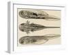 Larva of the Common Newt (Triturus Sp), Salamandridae, Drawing-null-Framed Giclee Print