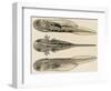 Larva of the Common Newt (Triturus Sp), Salamandridae, Drawing-null-Framed Giclee Print