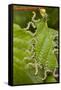 Larvae of Birch sawfly in alarm position, Bavaria, Germany-Konrad Wothe-Framed Stretched Canvas