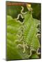 Larvae of Birch sawfly in alarm position, Bavaria, Germany-Konrad Wothe-Mounted Photographic Print