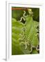 Larvae of Birch sawfly in alarm position, Bavaria, Germany-Konrad Wothe-Framed Photographic Print