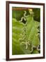 Larvae of Birch sawfly in alarm position, Bavaria, Germany-Konrad Wothe-Framed Photographic Print