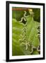 Larvae of Birch sawfly in alarm position, Bavaria, Germany-Konrad Wothe-Framed Photographic Print