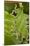 Larvae of Birch sawfly in alarm position, Bavaria, Germany-Konrad Wothe-Mounted Photographic Print