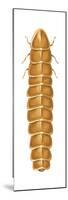 Larviform Female Firefly (Lampyridae), Glowworm, Insects-Encyclopaedia Britannica-Mounted Poster