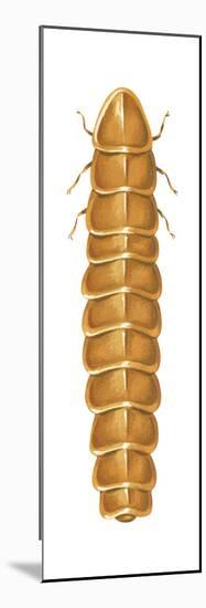 Larviform Female Firefly (Lampyridae), Glowworm, Insects-Encyclopaedia Britannica-Mounted Poster