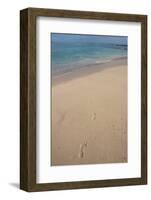 Las Bachas Beach, Santa Cruz Island, Galapagos Islands, Ecuador-Pete Oxford-Framed Photographic Print