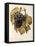 Lasca Grape-A. Kreyder-Framed Stretched Canvas