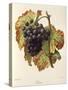 Lasca Grape-A. Kreyder-Stretched Canvas