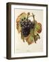 Lasca Grape-A. Kreyder-Framed Giclee Print