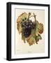 Lasca Grape-A. Kreyder-Framed Giclee Print