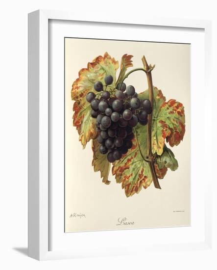 Lasca Grape-A. Kreyder-Framed Giclee Print