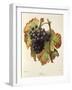 Lasca Grape-A. Kreyder-Framed Giclee Print