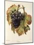 Lasca Grape-A. Kreyder-Mounted Giclee Print