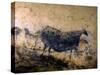 Lascaux Cave Drawing Depicting Steer, Circa 15,000 BC-Ralph Morse-Stretched Canvas