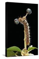 Lasiocampa Quercus (Oak Eggar, Oak Moth) - Caterpillar-Paul Starosta-Stretched Canvas