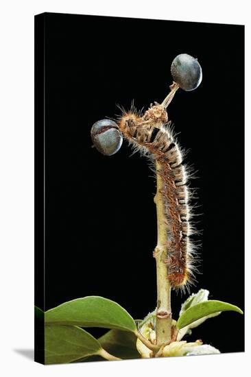 Lasiocampa Quercus (Oak Eggar, Oak Moth) - Caterpillar-Paul Starosta-Stretched Canvas