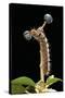 Lasiocampa Quercus (Oak Eggar, Oak Moth) - Caterpillar-Paul Starosta-Stretched Canvas