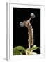 Lasiocampa Quercus (Oak Eggar, Oak Moth) - Caterpillar-Paul Starosta-Framed Photographic Print