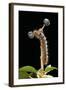 Lasiocampa Quercus (Oak Eggar, Oak Moth) - Caterpillar-Paul Starosta-Framed Photographic Print