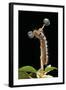 Lasiocampa Quercus (Oak Eggar, Oak Moth) - Caterpillar-Paul Starosta-Framed Photographic Print