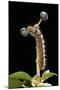 Lasiocampa Quercus (Oak Eggar, Oak Moth) - Caterpillar-Paul Starosta-Mounted Photographic Print