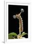 Lasiocampa Quercus (Oak Eggar, Oak Moth) - Caterpillar-Paul Starosta-Framed Photographic Print