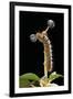 Lasiocampa Quercus (Oak Eggar, Oak Moth) - Caterpillar-Paul Starosta-Framed Photographic Print