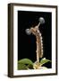 Lasiocampa Quercus (Oak Eggar, Oak Moth) - Caterpillar-Paul Starosta-Framed Photographic Print