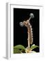 Lasiocampa Quercus (Oak Eggar, Oak Moth) - Caterpillar-Paul Starosta-Framed Photographic Print