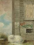 White Persian Cat-Laslett John Pott-Giclee Print