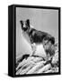 Lassie Come Home, 1943-null-Framed Stretched Canvas