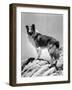 Lassie Come Home, 1943-null-Framed Photo