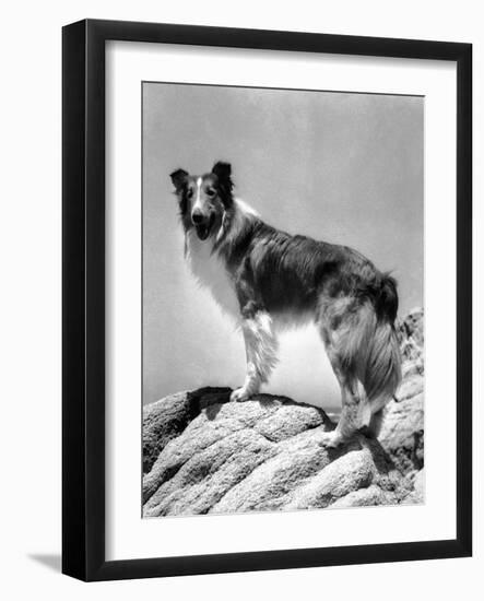 Lassie Come Home, 1943-null-Framed Photo