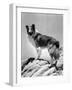 Lassie Come Home, 1943-null-Framed Photo